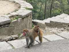 -黔灵山公园