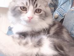 -飞行喵MR PILOT|猫舍·猫咖(静安大融城店)