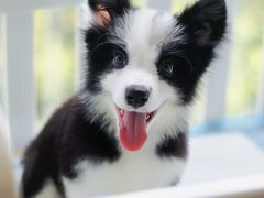 -萌宠之家·腊肠犬·马尔泰·小体犬舍