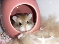-龟与熊猫宠物公园(南坪店)