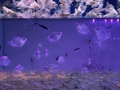 -中环花鸟鱼虫市场