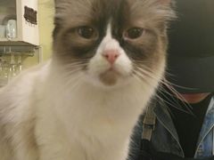 -猫色咖啡·猫咖