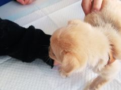 -康乐宝动物医院