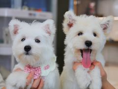 -翊宠yipet猫狗购宠庄园