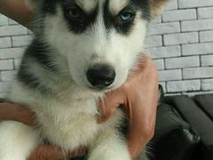 -佳百利宠物(荣乐中路115弄小区店)