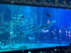 -烟台海昌鲸鲨海洋公园