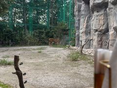 -上海野生动物园老虎餐厅