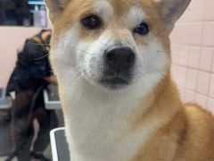 -FAELING PETS美天灵宠物(富力广场店)