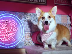 -超宠爱宠物摄影-Super pet