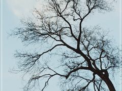 -北京大学燕东园