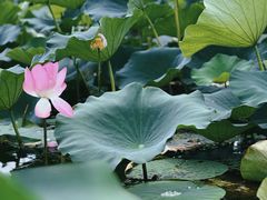 -荷塘月色湿地公园·向阳花洲