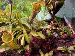 -中国科学院西双版纳热带植物园