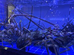 -醉辉皇原味海鲜江南菜(成都大魔方店)