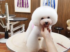 -鑫艺宠物美容培训学校