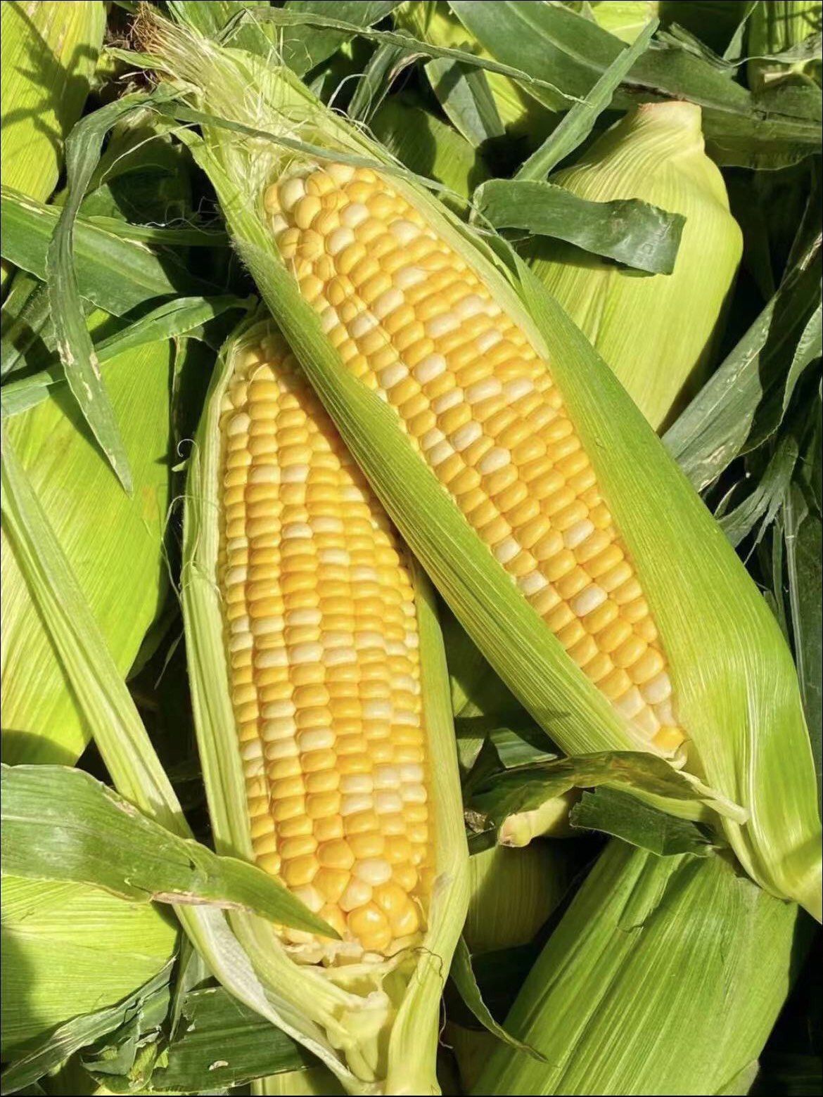 自己家的鲜玉米真香