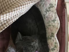 -海边的猫和咖啡馆