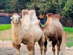 -北京野生动物园