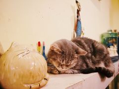 -猫色咖啡·猫咖