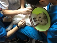 -安安宠医宠物医院·异宠·犬猫内科(岳阳分院)