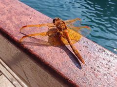 -黄花溪