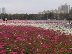-海心沙亚运公园