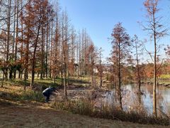 -上海长兴岛郊野公园