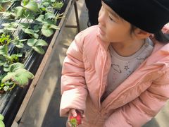 -甜心庄园·甜心草莓采摘园(西青中北店)