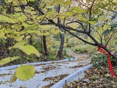 -大芦花风景区