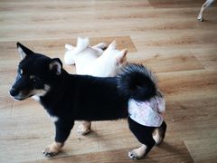 -柴犬小屋·柴餐厅·狗咖食堂(金鼎广场店)