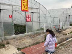 -喜杨洋草莓采摘园