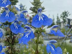 -昆山城市生态森林公园