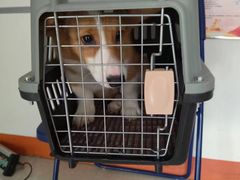 -瑞派福兴宠物医院犬猫全科·骨科·中西医结合(河东店)