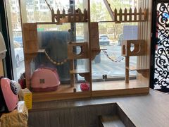 -猫十亿·布偶金渐层·曼基康矮脚猫舍(青年路店)