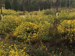 -永定河休闲森林公园