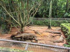 -海南热带野生动植物园