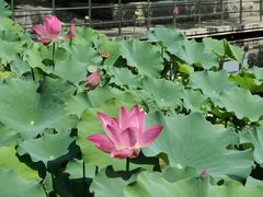 -石家庄市植物园