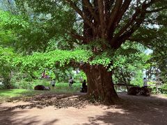 -北海道厅旧本厅舍(旧本庁舎)