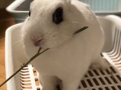 -藦茜花园宠物主题亲子互动体验馆(国顺东路店)