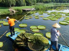 -荷塘月色湿地公园·向阳花洲