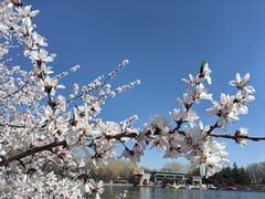 -大兴滨河森林公园