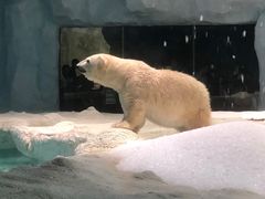 -珠海长隆海洋王国