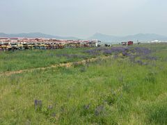 -敕勒川草原