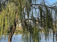 -洋湖国家湿地公园
