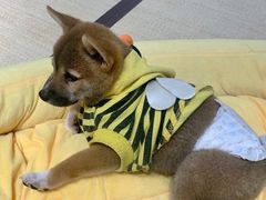 -逗柴咖啡屋·狗咖猫咖宠物桌游
