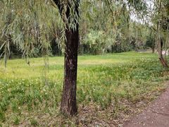 -白鹭湾湿地公园