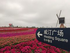 -荷兰花海