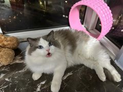 -瑞派·关忠动物医院·猫专科·犬专科(三环新城店)