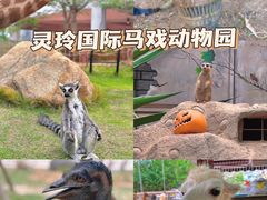 -灵玲国际马戏城