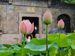 -无锡蠡湖国家湿地公园-蠡园