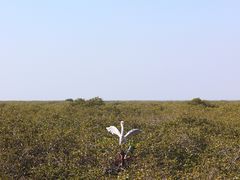 -北海金海湾红树林生态旅游区